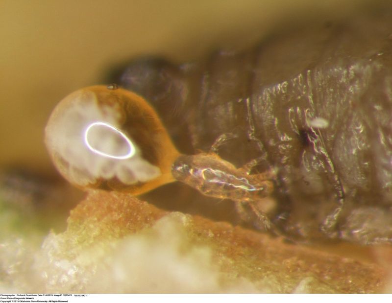 A Microscopic Parasite Named Pyemotes Herfsi A Microscopic Parasite Named Pyemotes Herfsi