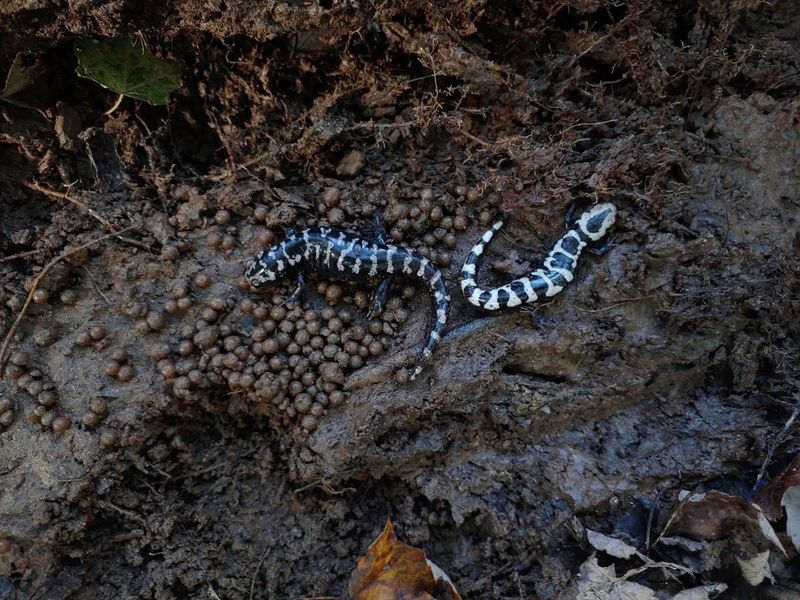 A Mother On Guard Under The Leaves