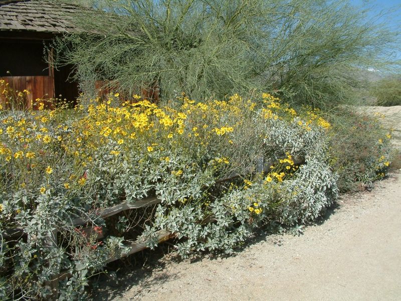A Native Plant Can Still Be in the Wrong Place