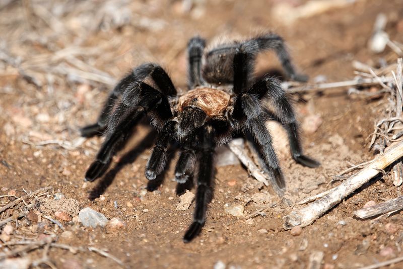 A Native Tarantula Missouri Rarely Talks About