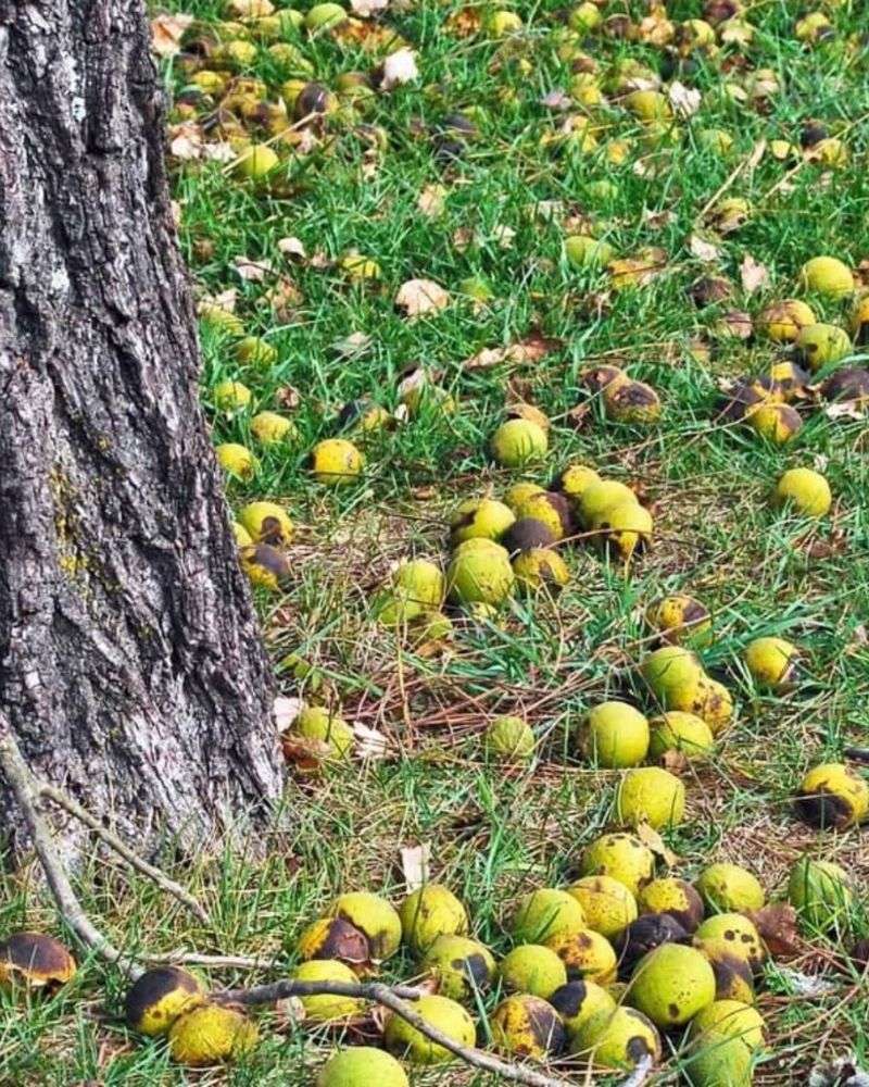 A Native Tree That Releases A Growth-Blocking Compound Into The Ground A Native Tree That Releases A Growth-Blocking Compound Into The Ground