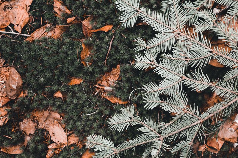 A Natural Fall Cleanout Of Older Inner Needles