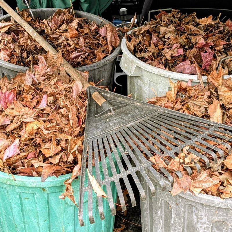 A Neglected Compost Pile Can Become Shelter