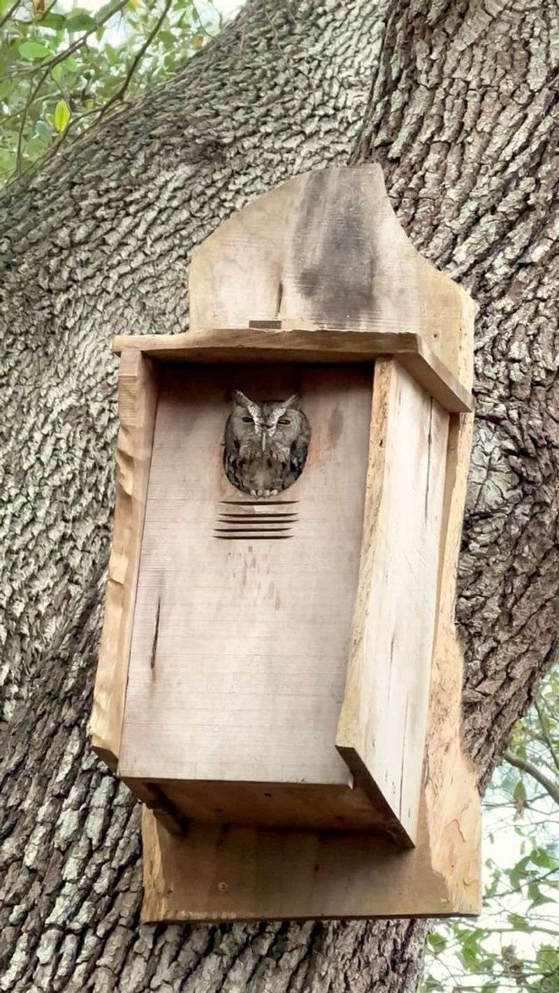 A Nest Box Can Make Your Yard More Welcoming