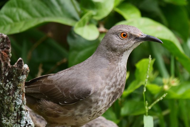 A Nest Could Be Hiding Close By