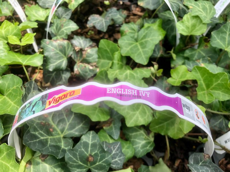 A Nursery Can Sell A Plant That Your County Discourages