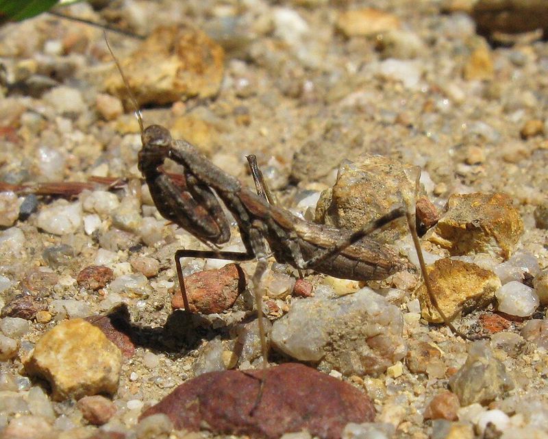 A Pebble With Grabbing Arms A Pebble With Grabbing Arms