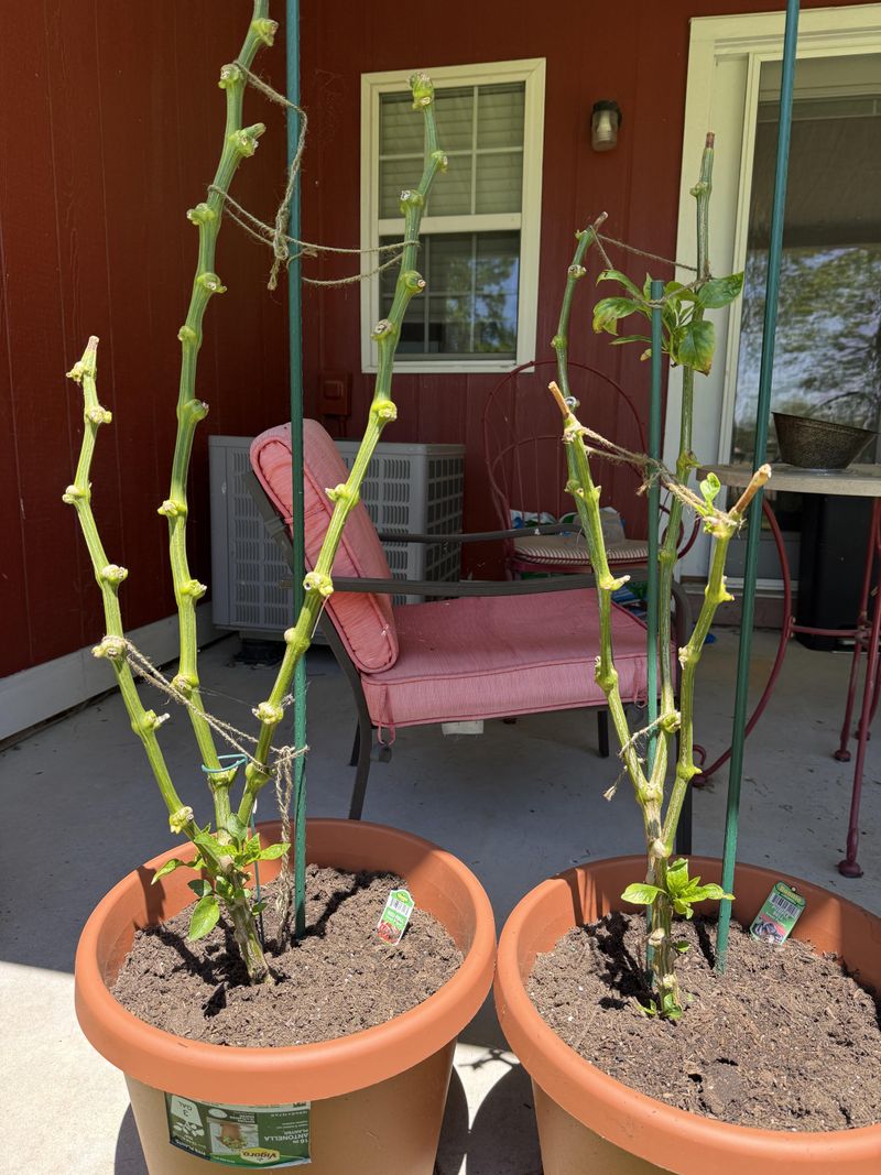 A Plant That Comes Back Year After Year Instead Of Starting Over