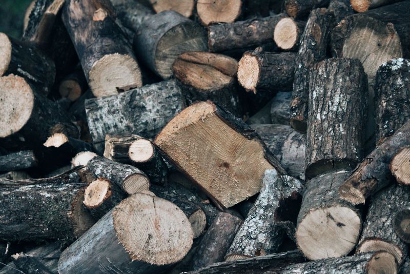 A Plump Sunbather On The Woodpile Come September A Plump Sunbather On The Woodpile Come September