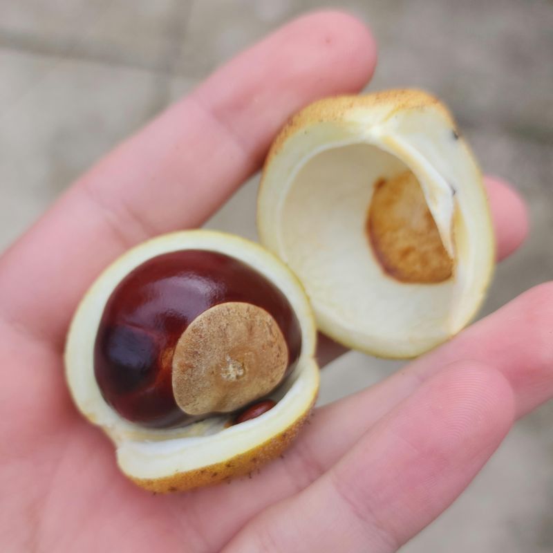 A Pretty Nut With A Toxic Secret