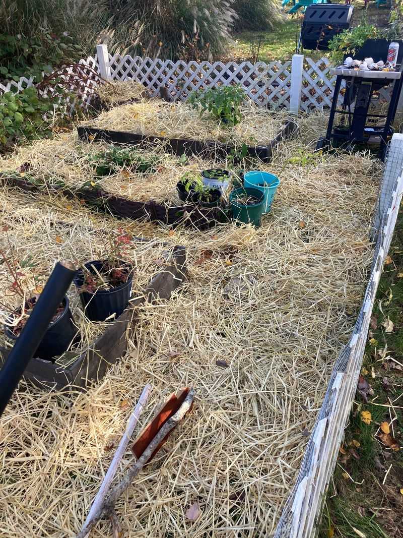 A Protective Mulch Layer For The Winter