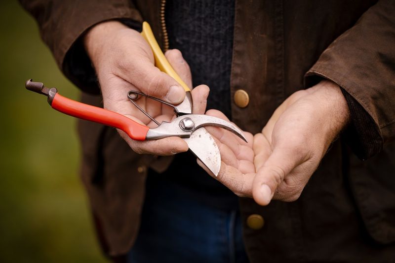 A Pruning Calendar That Protects Future Blooms