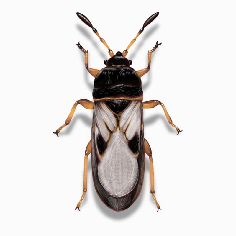 A Quick Test To Confirm Chinch Bugs Caused The Damage A Quick Test To Confirm Chinch Bugs Caused The Damage