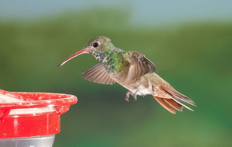 A Quiet Feeder May Still Welcome A Late Traveler A Quiet Feeder May Still Welcome A Late Traveler