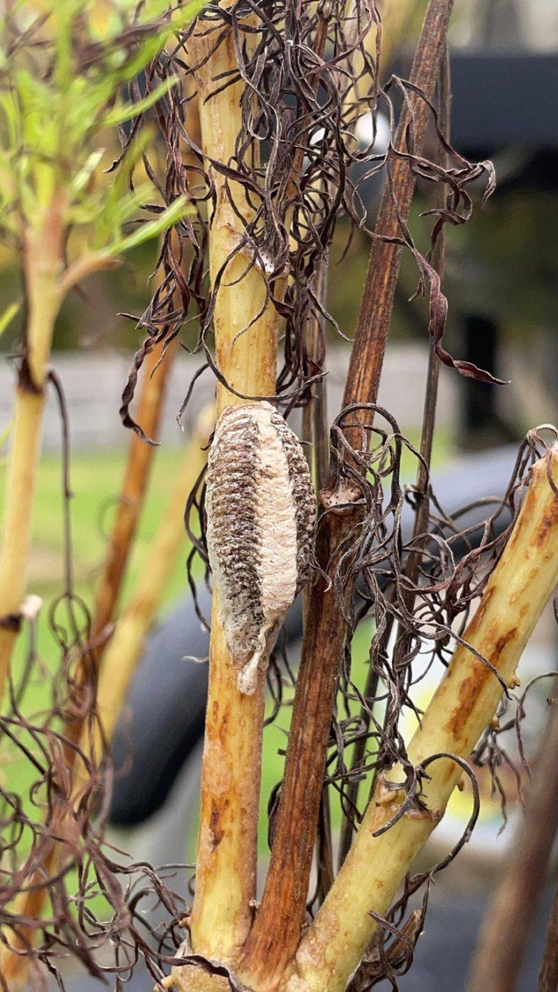 A Quiet Report Card On Your Garden's Health