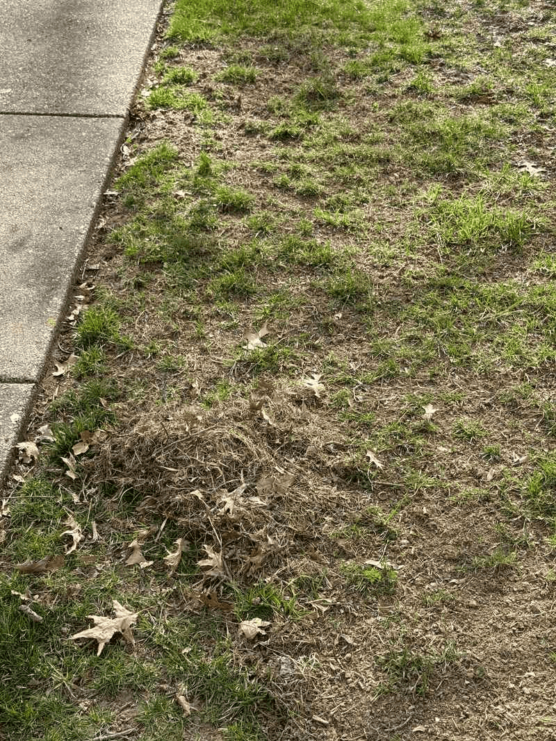 A Rake-Out Of Brown, Matted Patches A Rake-Out Of Brown, Matted Patches