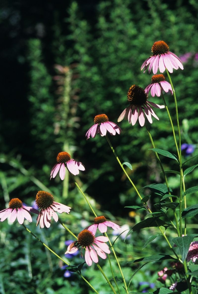 A Rare Virginia Native With A Habitat Unlike Most Garden Flowers