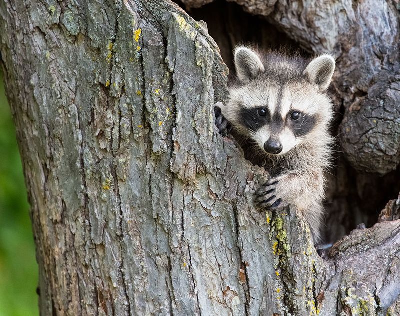 A Recent Disturbance May Have Pushed It Into Your Yard A Recent Disturbance May Have Pushed It Into Your Yard