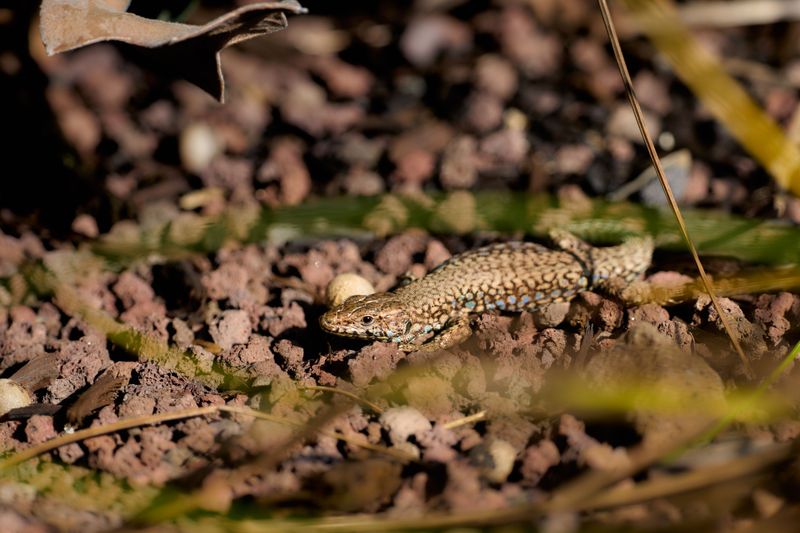 A Reptile Rarity Unfolding Right Now