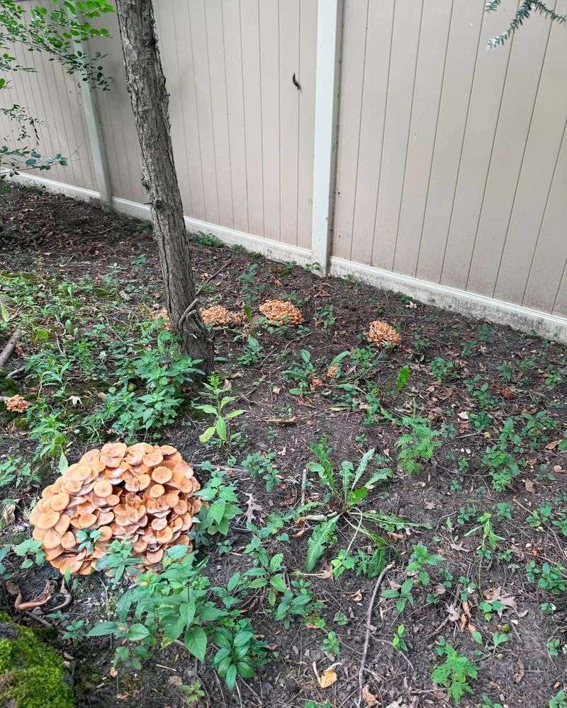 A Safer Cleanup Routine For Yards With Kids And Pets A Safer Cleanup Routine For Yards With Kids And Pets