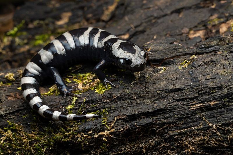 A Salamander That Nests In Dry Pool Beds