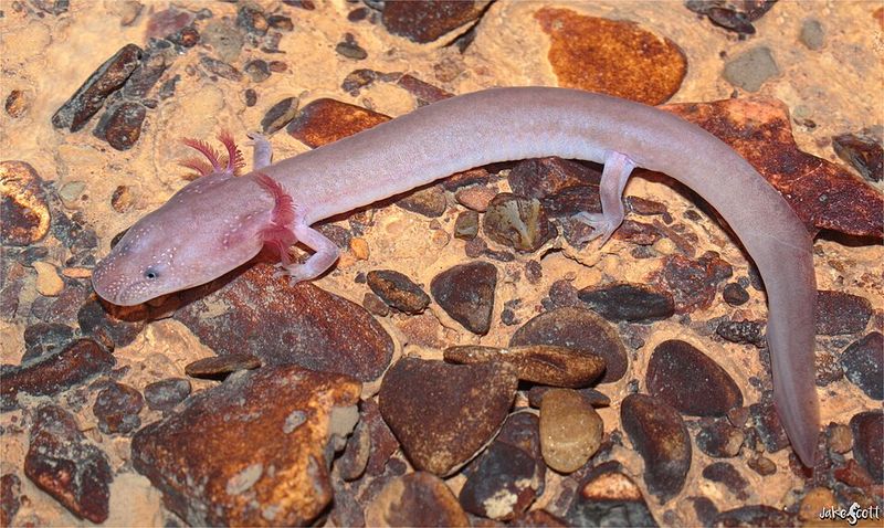 A Salamander With a Tiny Home Range