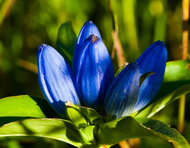 A Sealed Blue Bloom Built For Strong Bees