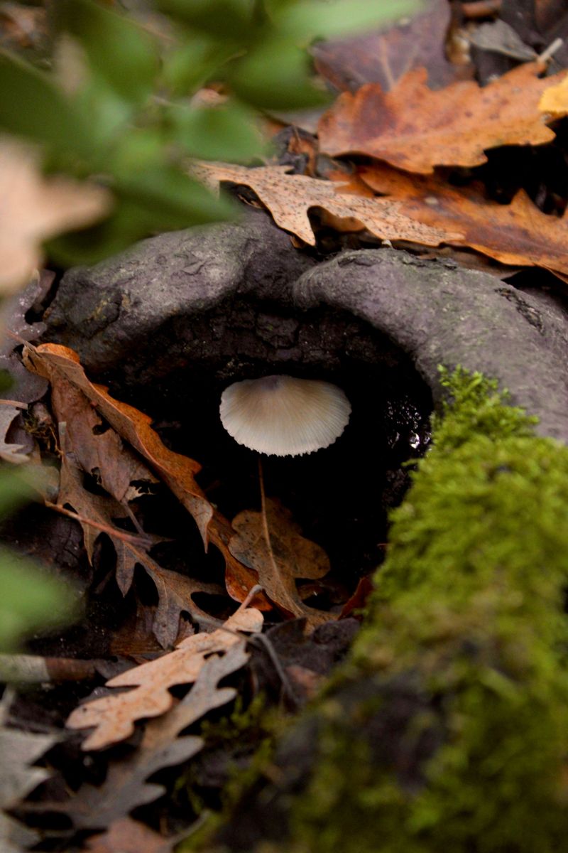 A Secret Deal With Underground Fungi