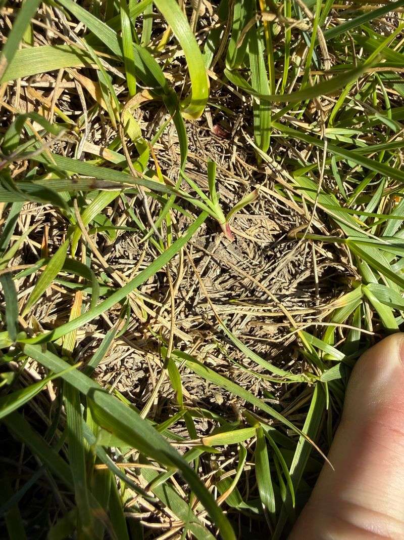 A September Rescue Plan For Thin Turf