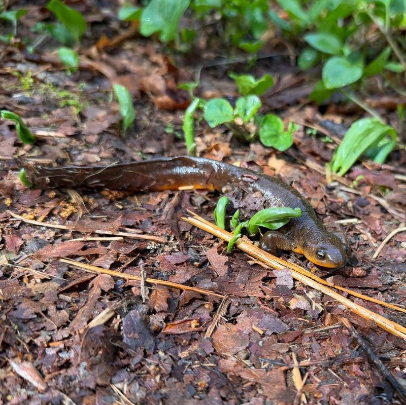 A Shady Yard Can Attract More Newts