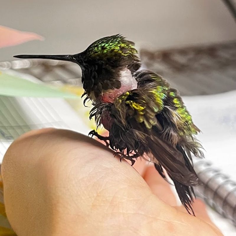 A Sick Or Injured Bird May Need Extra Time