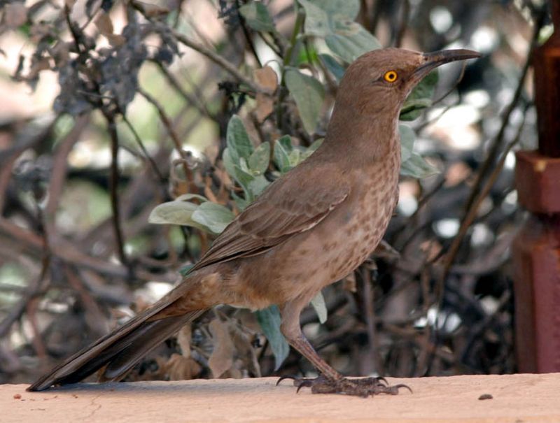 A Sighting Does Not Prove the Bird Moved In