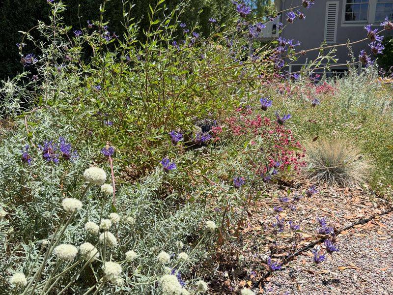 A Simple Compromise For Tidy Front Yards A Simple Compromise For Tidy Front Yards