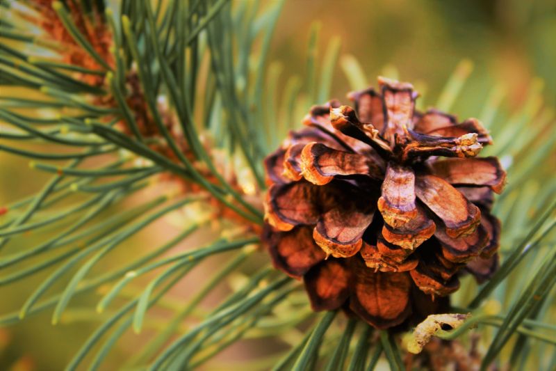 A Simple Fall Rescue Plan For Stressed Trees
