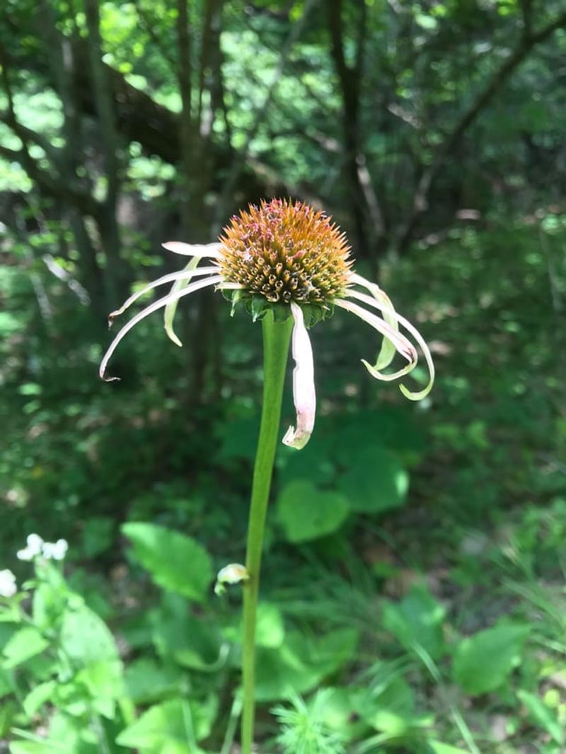 A Simple Fall Routine For Healthier Smooth Coneflower