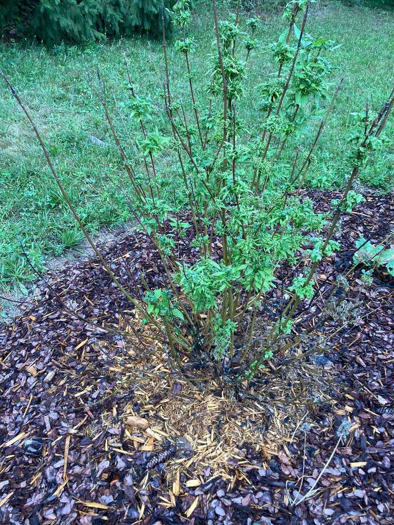 A Simple Hose, Timer, And Mulch Routine