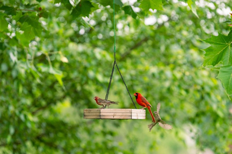A Simple Setup Birds Learn To Trust A Simple Setup Birds Learn To Trust