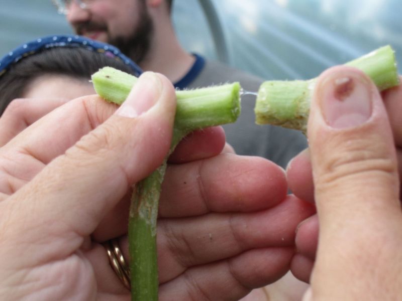 A Simple Stem Test Reveals The Cause A Simple Stem Test Reveals The Cause