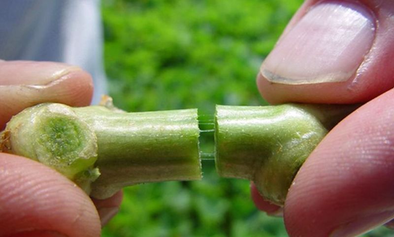 A Simple Water Test Reveals The Cause A Simple Water Test Reveals The Cause