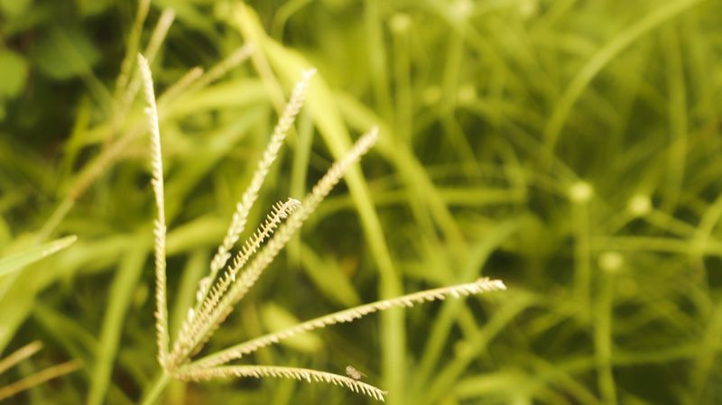 A Single Plant Can Leave Thousands Of Seeds Behind
