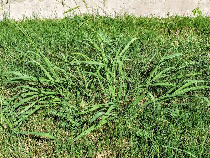 A Single Plant Drops Thousands Of Seeds A Single Plant Drops Thousands Of Seeds