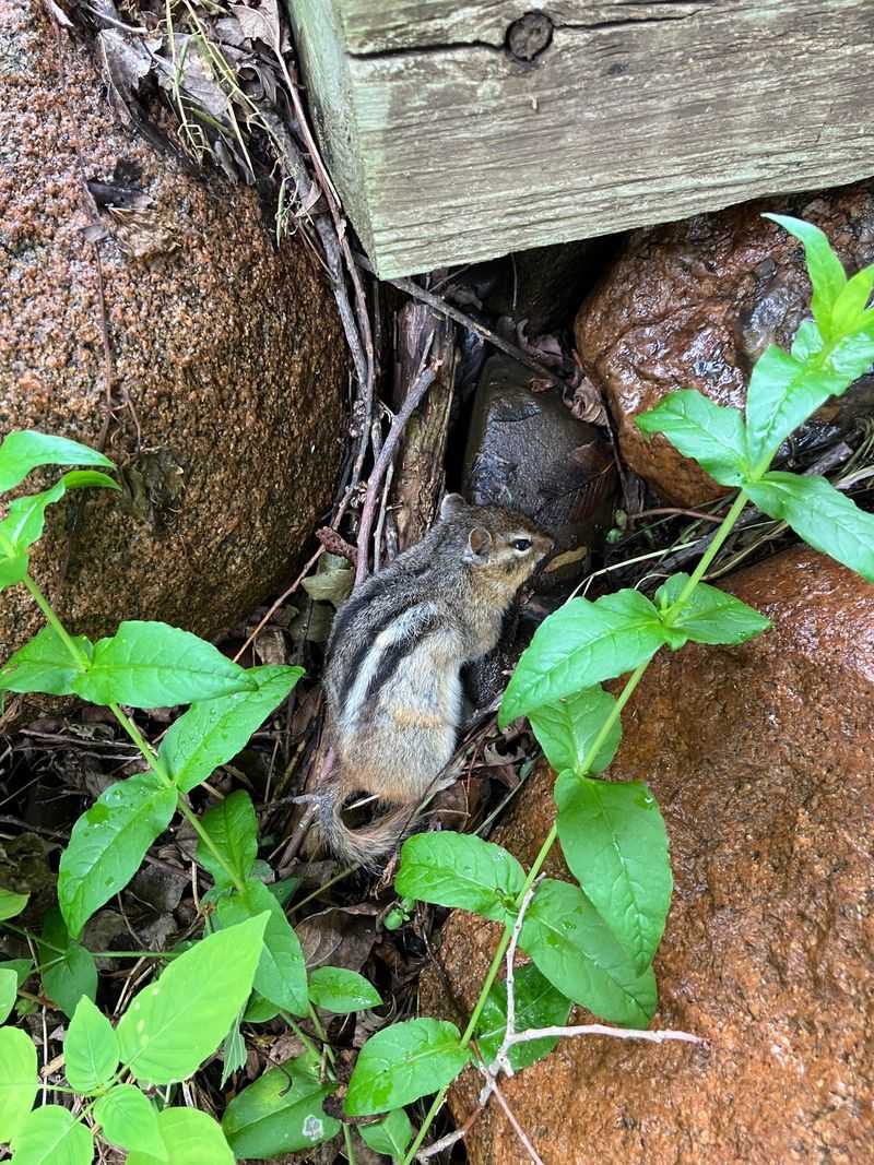 A Single Sighting Does Not Mean An Infestation