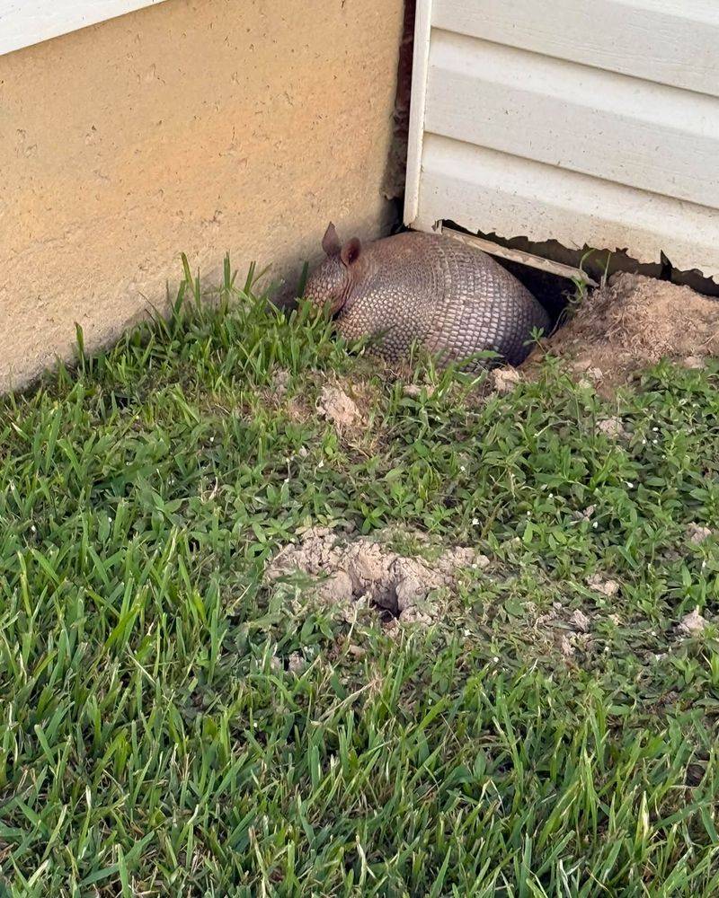 A Single Visit Does Not Mean You Have An Armadillo Problem A Single Visit Does Not Mean You Have An Armadillo Problem