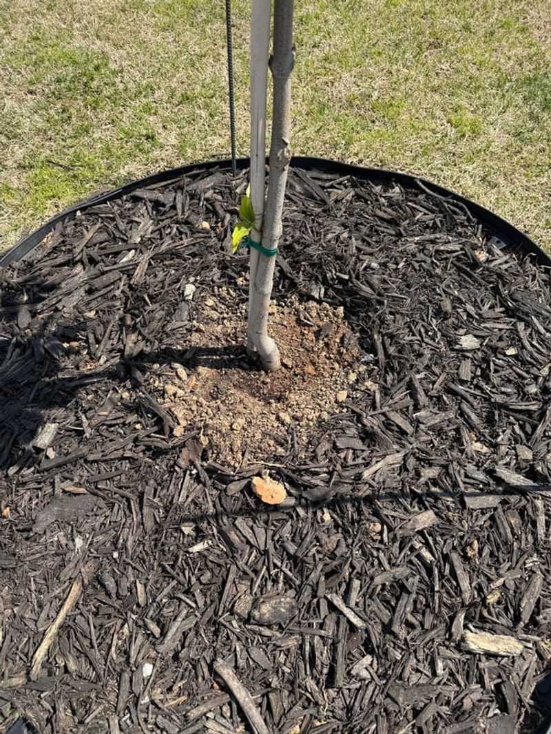 A Slow Soak Routine For Thirsty Dogwood Roots A Slow Soak Routine For Thirsty Dogwood Roots