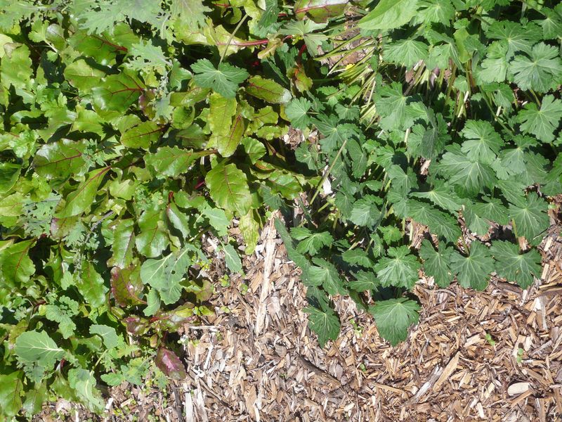 A Small, Safe Arizona Habitat Patch Is the Practical Bet A Small, Safe Arizona Habitat Patch Is the Practical Bet