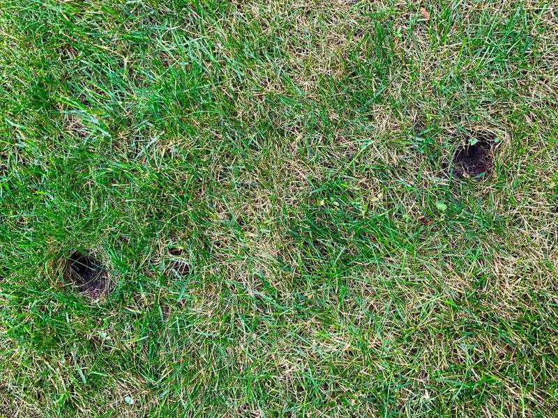 A Smarter Fix For Holes In The Grass A Smarter Fix For Holes In The Grass