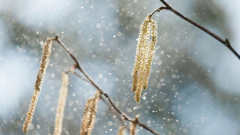 A Smarter Plan For Allergy Season A Smarter Plan For Allergy Season