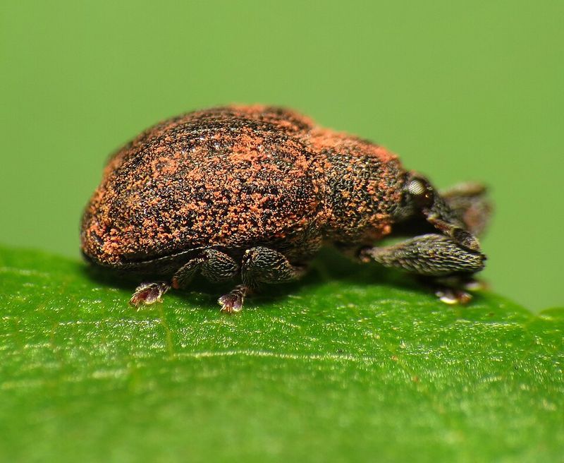A Speck-Sized Beetle Bred Near Trenton To Eat A Thorny Invader