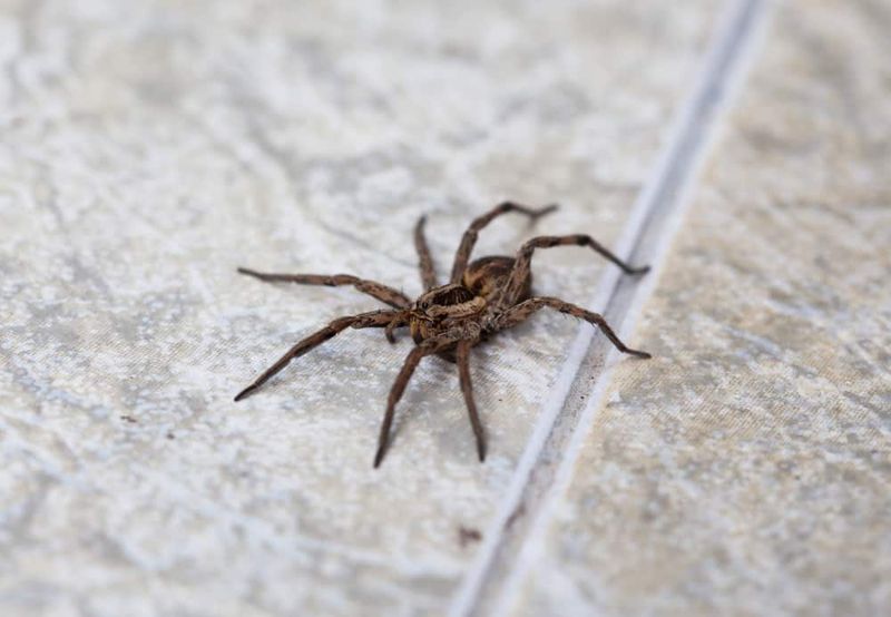 A Spider Increase Can Be A Reminder To Seal Entry Points