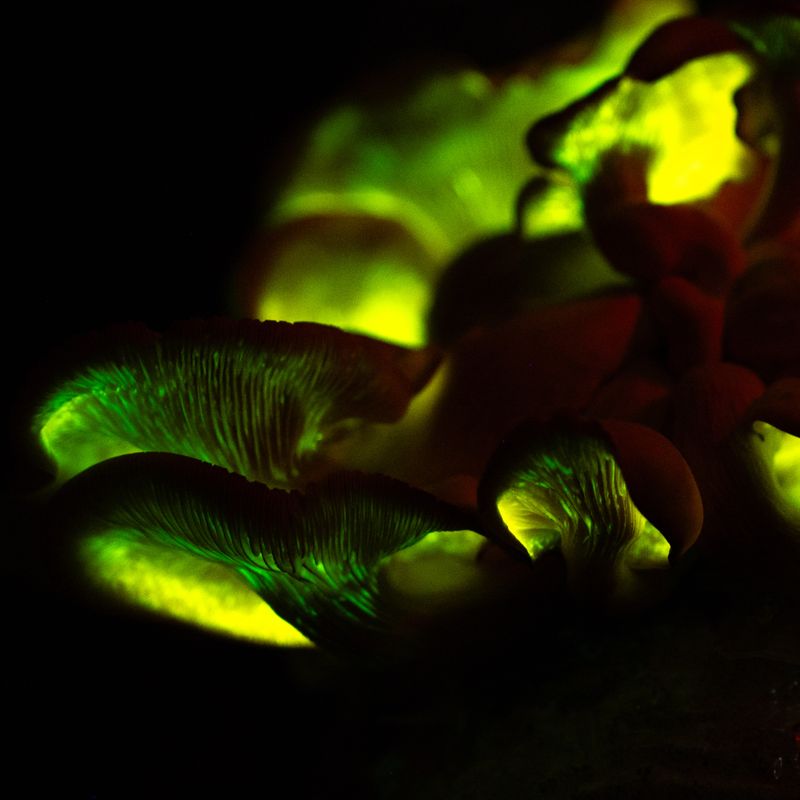A Spooky Green Glow